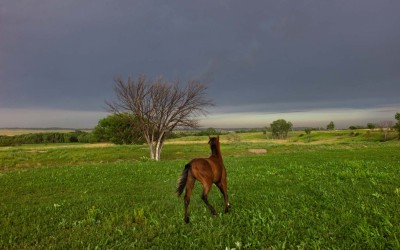 Horse in field after a storm, Oglala, Pine Ridge Reservation.  Historically, Lakotas were masterful in their horsemanship in battle and while hunting buffalo on the Great Plains.  Horses still have much importance in Lakota life across the reservation today.