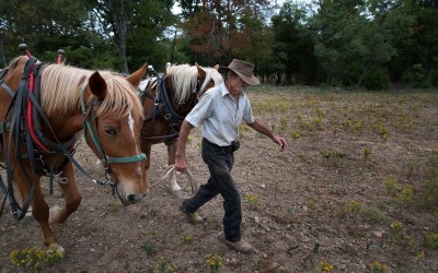 Madison County, Arkansas:   Richard Courteau uses his neighbor’s old, experienced mare, left, to train her green partner to work in harness.