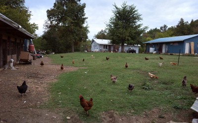 Fayetteville, Arkansas: The Whites can’t keep up with demand for their free-range chickens. The farm is a little over breaking even. “I came from a back-to-the-land family,” Ira says, and while several friends who share his background left for cities, many have returned home, “wanting to have that connection to the land, to nature.”