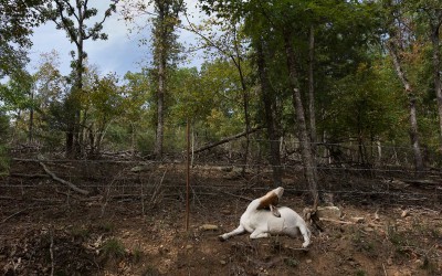 Madison County, Arkansas: Goats can still be found walking on a dirt road in deeply rural Madison County. Local deputy sheriff Captain Robert Boyd admits he fields calls about goats and chickens trespassing in neighbors’ yards.