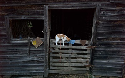 Madison County, Arkansas: Neighbors of the Whites say their place was once farmed with mules. The Whites built most structures on the property since they bought it two years ago, but kept this shed, previously a kennel for hunting hounds. Inside, Ira milks a cow as a cat plays on the gate.