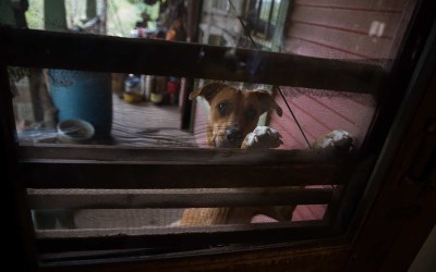 Madison County, Arkansas:  Maeve Courteau’s dog, Annie, smells breakfast and hopes to be let inside.