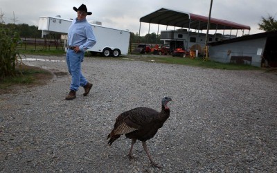 Elkins, Arkansas:  Orthodontist and bison rancher Tom Lowder rescued two wild turkey eggs from an abandoned nest on his property. Once the turkeys hatched, they opted to stay on his place.