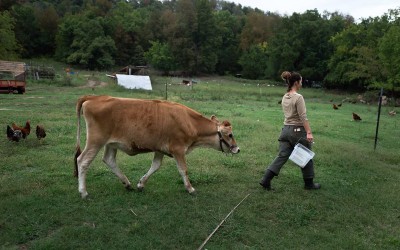 Fayetteville, Arkansas:  Mariah White is followed by Scarlett, the jersey cow kept to produce milk for the household. The family makes some of the milk into butter and ricotta cheese.