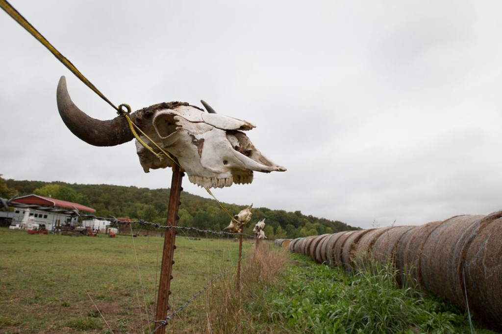 Madison County, Arkansas: Bison skulls from Dr. Tom Lowder’s herd mark his fence.