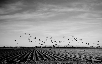 Surprise, Arizona. USA 2013 -  Birds fly through crops in Surprise Arizona.