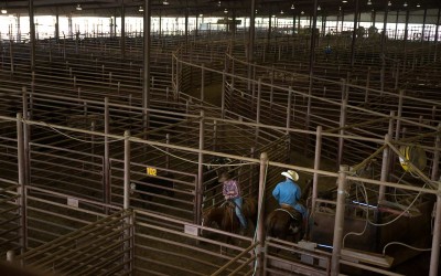 Joplin, Missouri: Missouri’s Joplin Regional Stockyards is the largest cow and calf auction in the nation, capable of processing 10,000 cattle a day. Much of the livestock comes from Arkansas, as well as from farms and ranches in Missouri, Oklahoma, and more distant states.