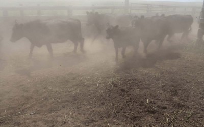 Hay Springs, Nebraska.August 29, 2012..Cattle are rounded up from the grazing fields in order to give them vacine shots. The lack of rain has made the land so dry that huge amounts of dust are kicked up when managing the cows, which often makes the young calves sick from airborne viruses.